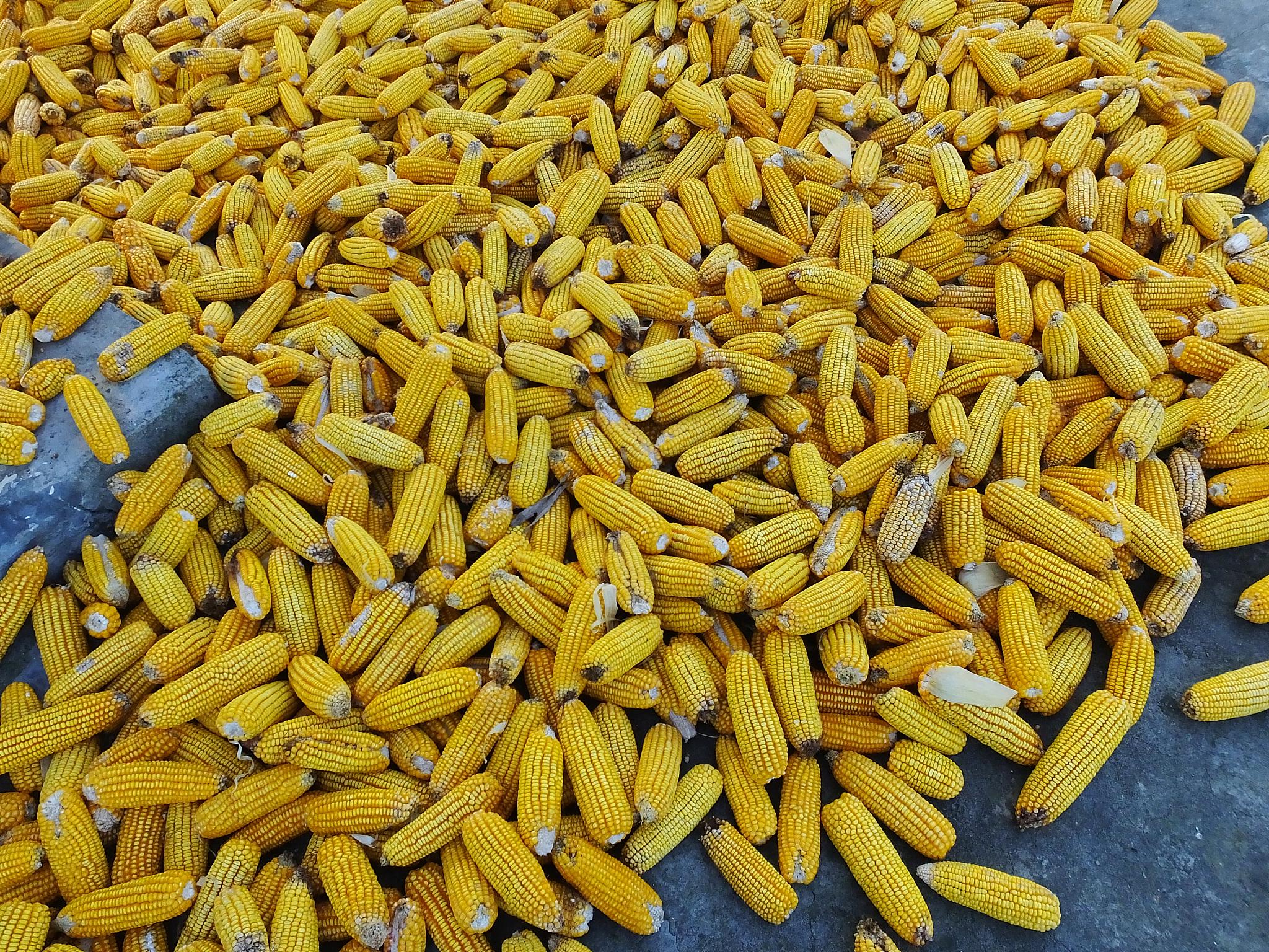 农业农村部预计秋粮上市后我国玉米供给形势将进一步改善