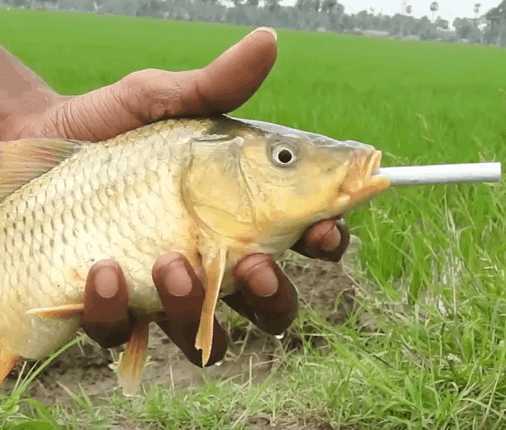 男子将中华烟插入鲤鱼嘴里点67燃测试后鲤鱼一个举动让人笑坏了