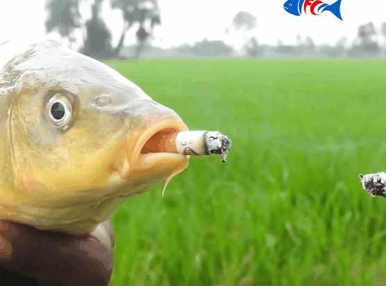 男子将中华烟插入鲤鱼嘴里点67燃测试后鲤鱼一个举动让人笑坏了