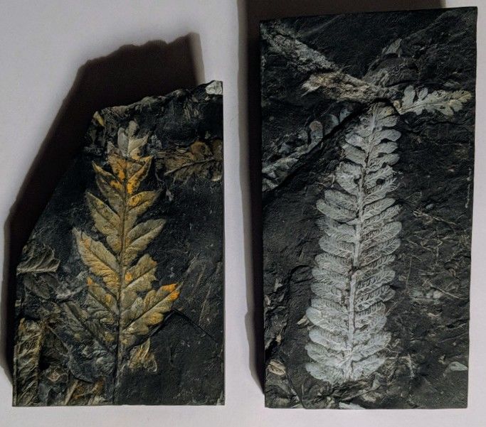 事实上最早的蕨类植物确实起源于距今4亿年前的古生代志留纪末期和下