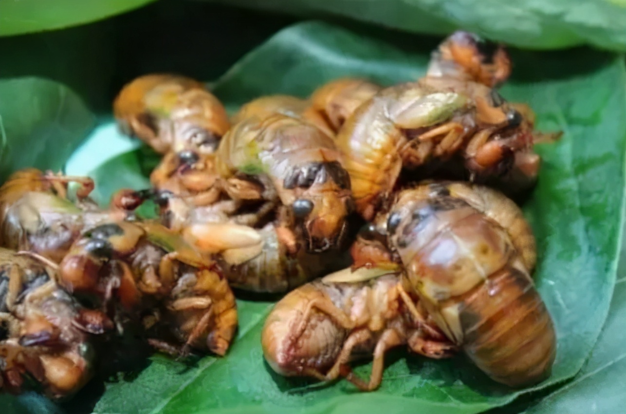 知了猴能吃吗?有细菌寄生虫吗?吃了有害吗?