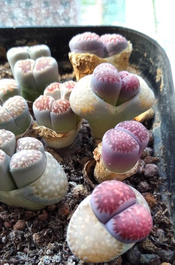 生石花徒长怎么解决3种解决方式看你狠不狠心有舍才有得