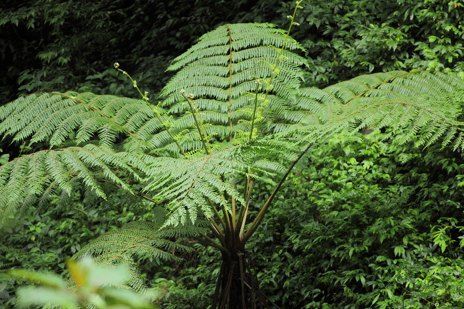 无量山海拔2204米现中华桫椤介于低等和高等植物间有多重要