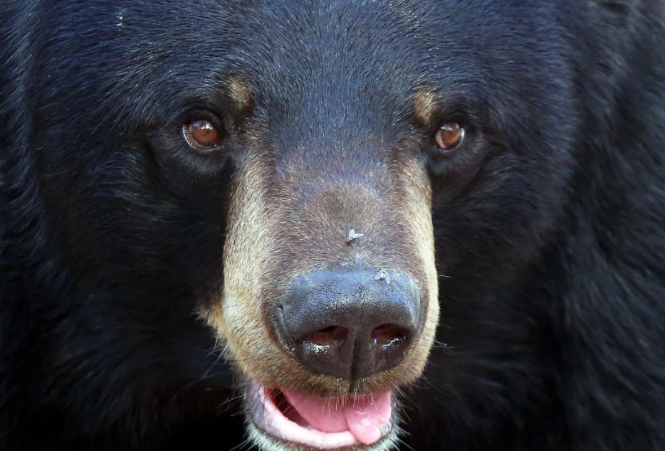 观众被限制观看奥运比赛,但它可以?日本黑熊闯入场馆,吓坏众人