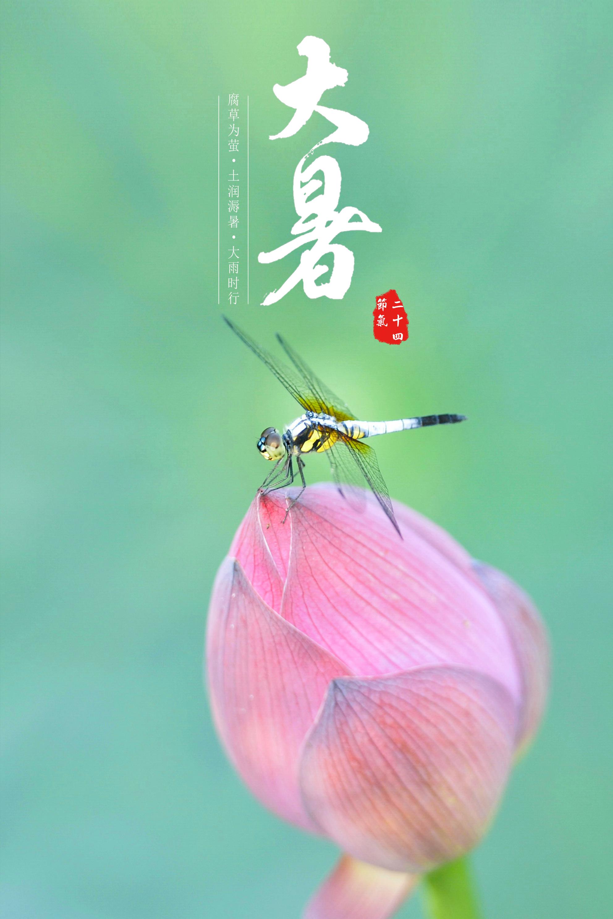 报节气|暑气至浓 万物盛极|节气|万物|大暑_新浪新闻