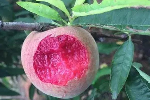 仅剩几天尝鲜期桃子界新宠稀有的黑桃皇后咬一口满嘴蜂蜜味儿