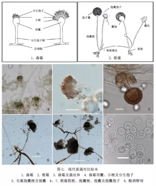 有较多霉菌的组成成分,包括154个菌丝和菌丝体,80个孢子囊和44个孢子
