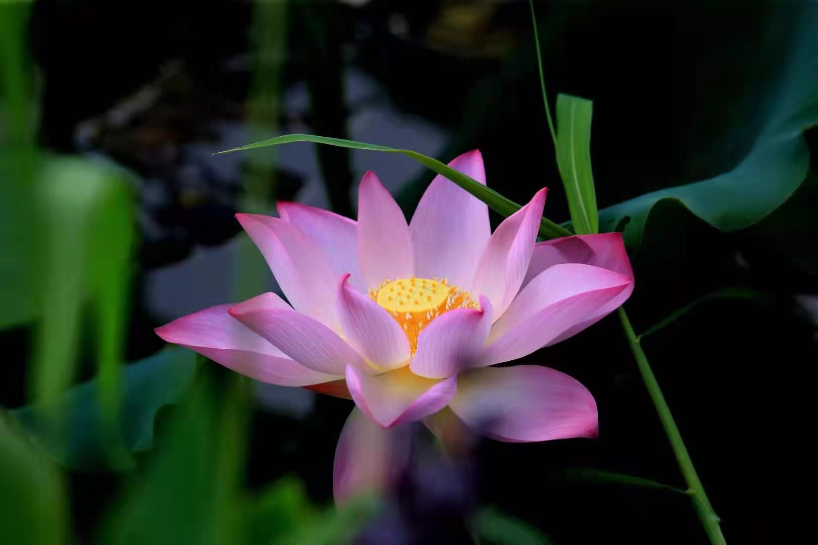 曾兄靓声|第22期:映日荷花别样红 ——写在2021年大暑