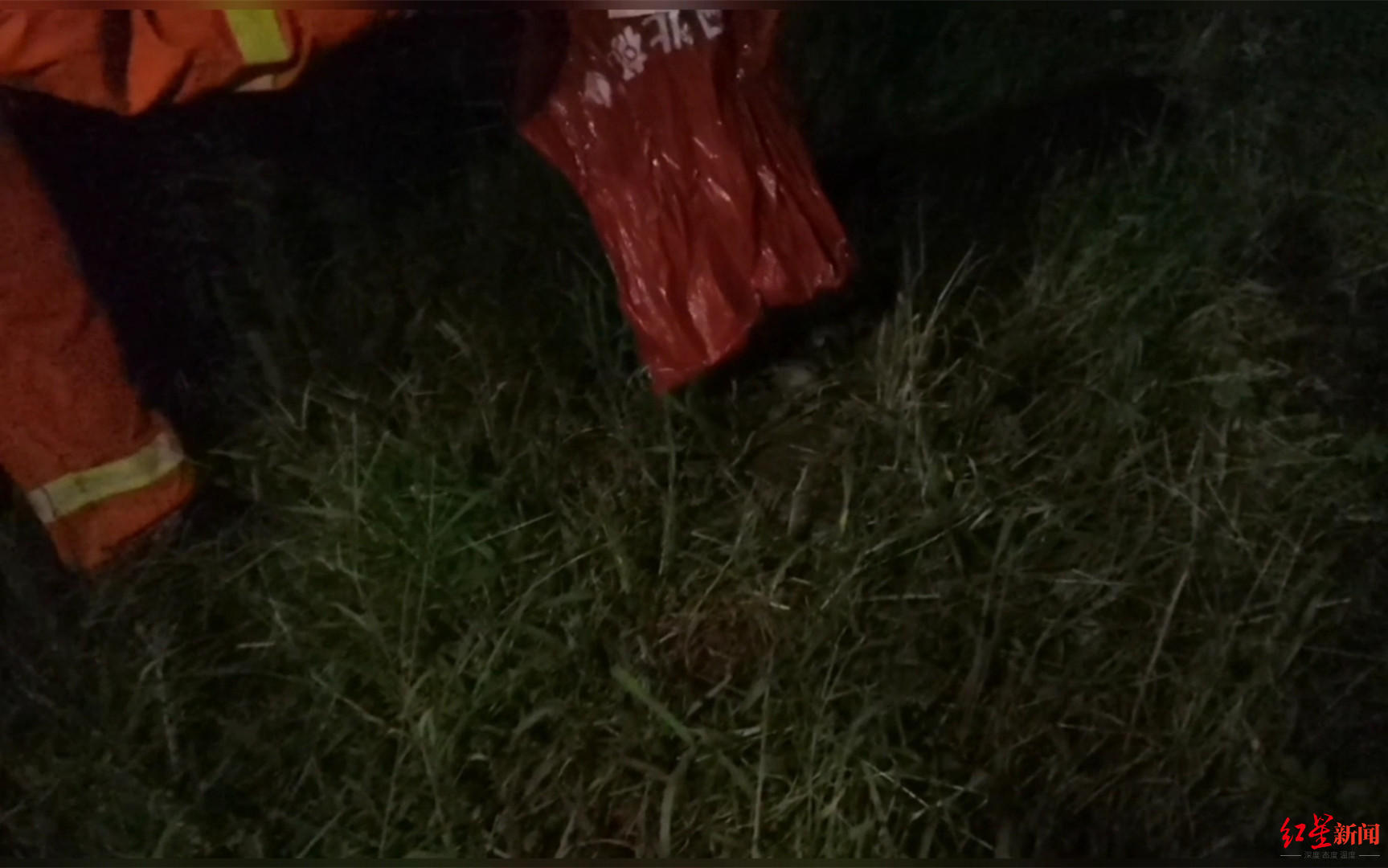 凌晨听见异响，女子开灯看见床头书柜上竟盘着一条蛇！消防抓蛇放生休闲区蓝鸢梦想 - Www.slyday.coM