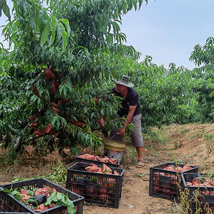 桃子界新宠,稀有的黑桃皇后!咬一口满嘴蜂蜜味儿