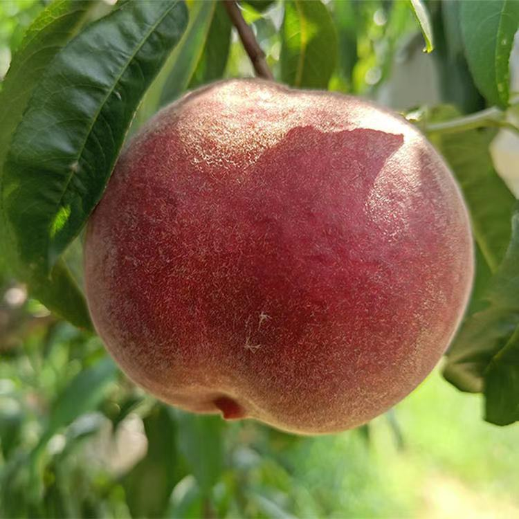 仅剩几天尝鲜期桃子界新宠稀有的黑桃皇后咬一口满嘴蜂蜜味儿