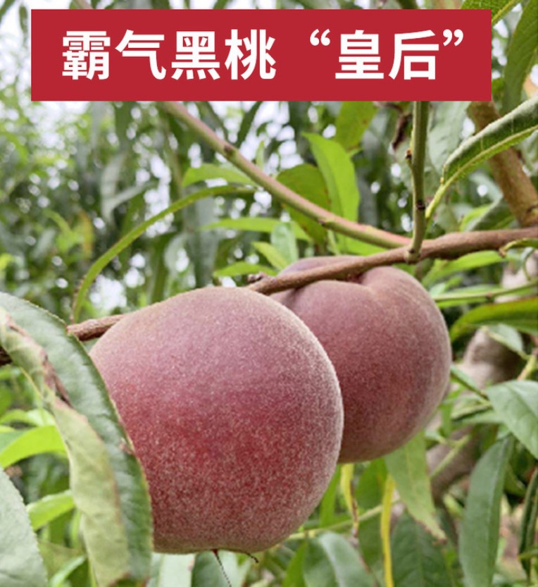 仅剩几天尝鲜期桃子界新宠稀有的黑桃皇后咬一口满嘴蜂蜜味儿