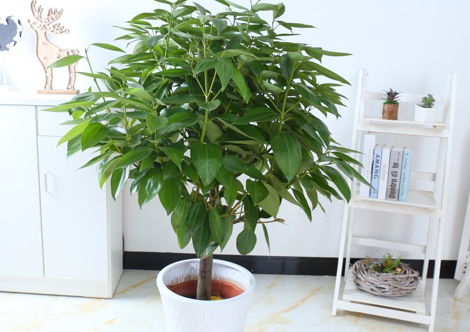 居家盆栽平安树,日常该注意哪些细节,规避茎叶莫名掉落?