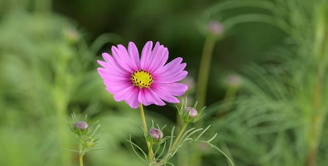 象征着勇敢和自信的花语(勇敢,坚强,自信,乐观,独立的花语)