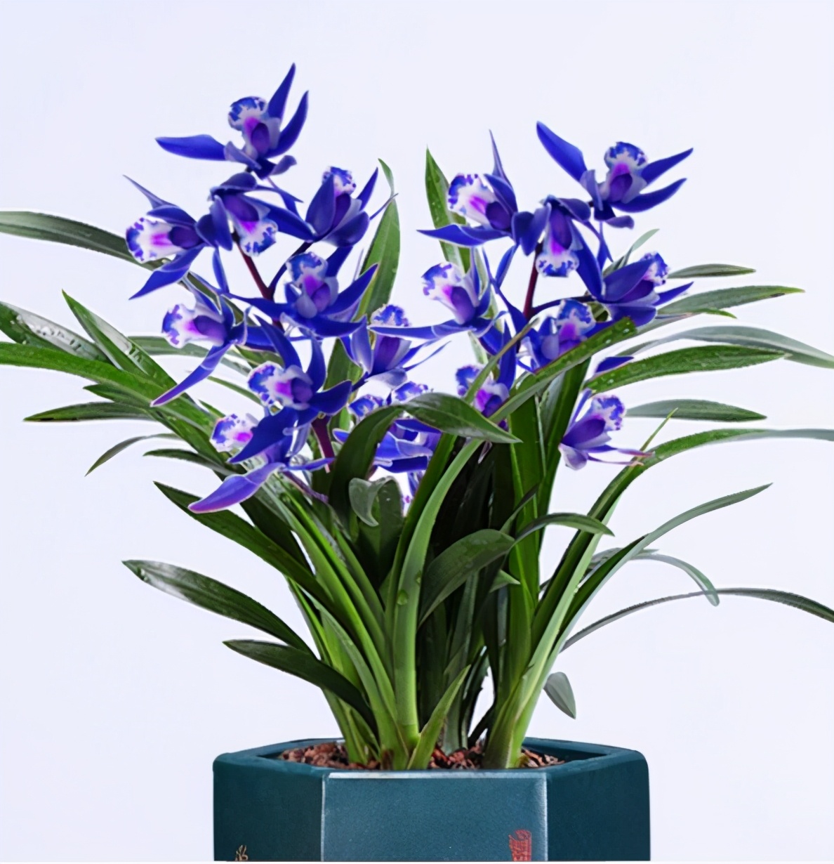 别养其他花卉了,摆一盆"蓝宝石",高端大气上档次|蓝宝石|兰花|香味