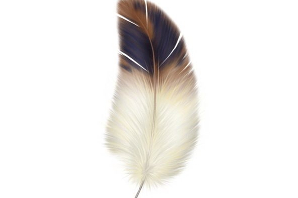 心理测试:选出你最喜欢的一根羽毛,测你一生姻缘趋势