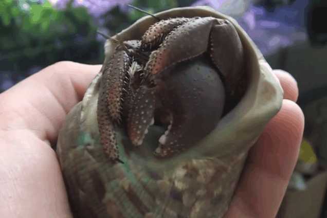 带回家后里面竟藏着这种东西秘|海螺|螃蟹|爪子_新浪新闻