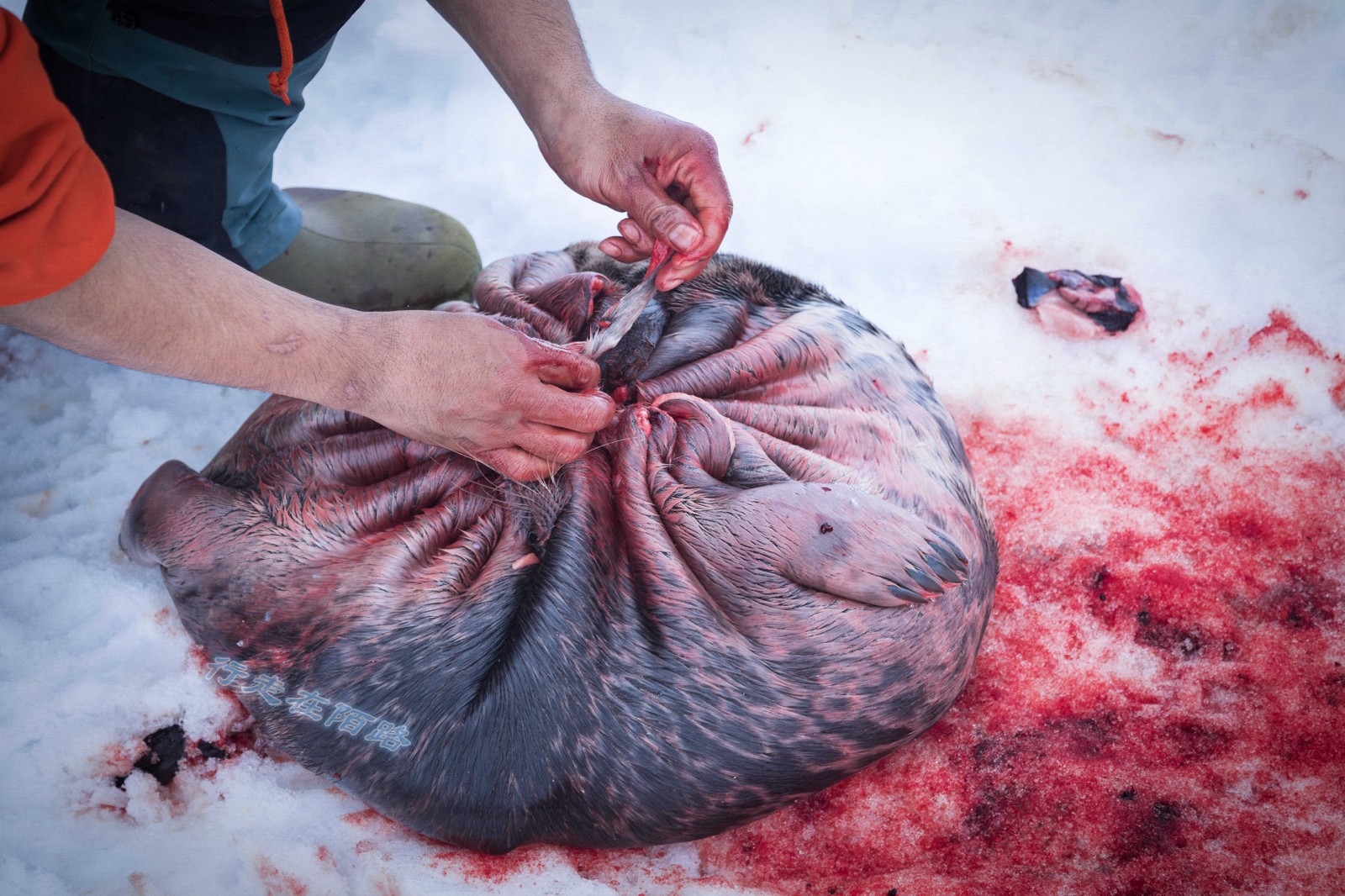 孩子健康成长,大人们只能整晚整晚的在冰面上守着海豹(加联邦法律规定