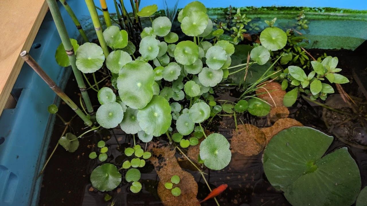水陆两栖的铜钱草掌握三大技巧园艺新手也