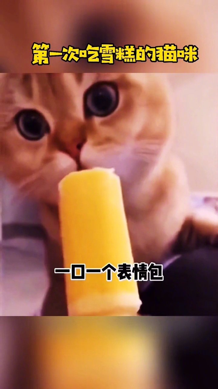 第一次吃雪糕的猫咪！惊讶的满满的表情包太可爱了|_新浪新闻