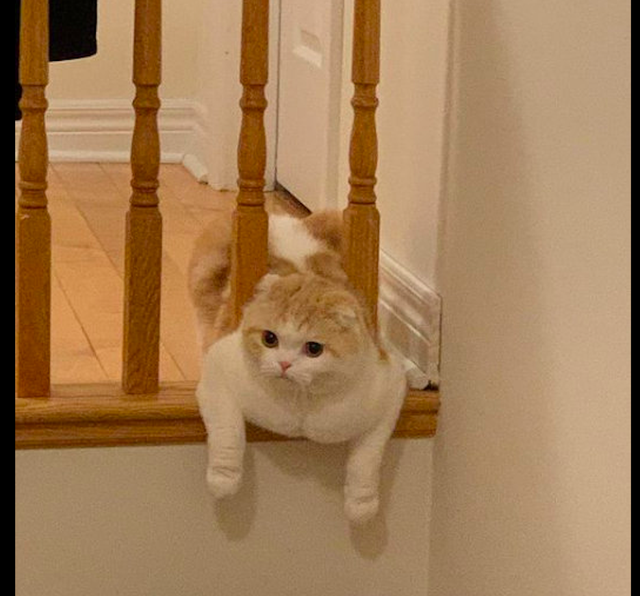猫咪趴在栏杆上看主人竟还有胸肌喵界的天使面孔魔鬼身材