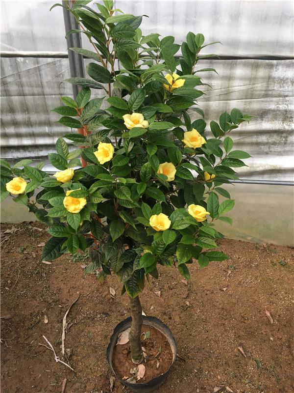 它是茶花中的植物黄金当初以为它很普通