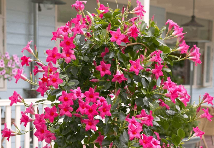 夏季养什么花?栽飘香藤,满足3条件,成就一道靓丽风景