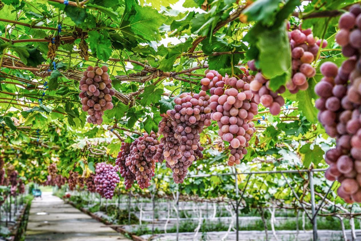 　　葡萄种植园里葡萄成熟了。翁光建摄