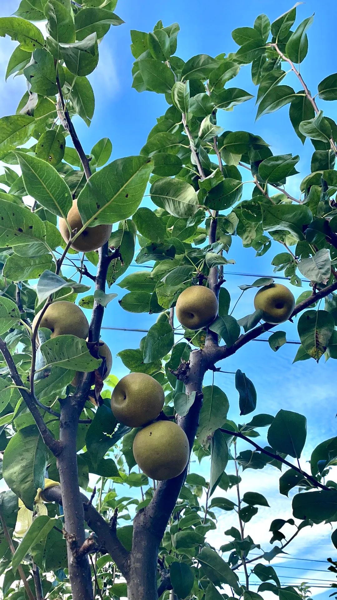 优质梨品种改良,邀请各级专家进村传授种梨技术,注册"上杨梨"集体品牌