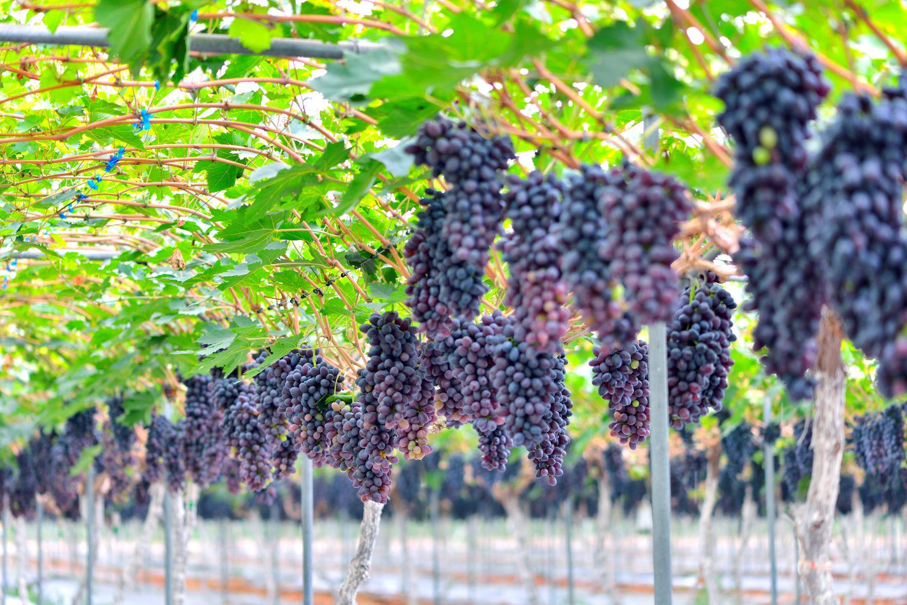 "乡村振兴话彭山"四川彭山区第十二届彭山葡萄节开幕