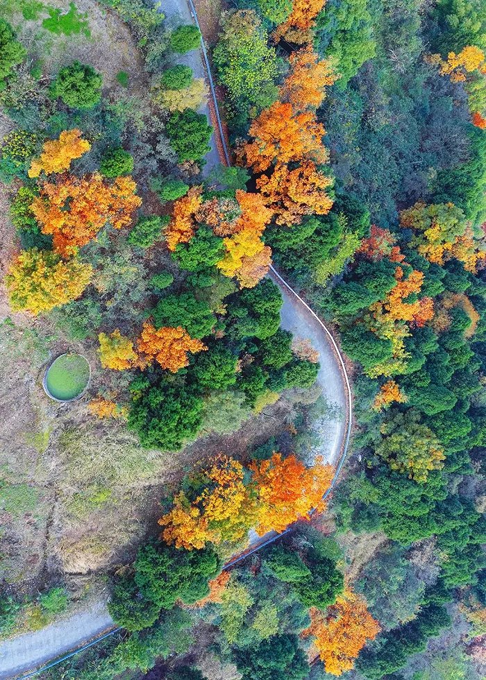 公路蜿蜒在红旗村斑斓的树林间，宛如一幅山水画。图片来源：嘉楠 摄