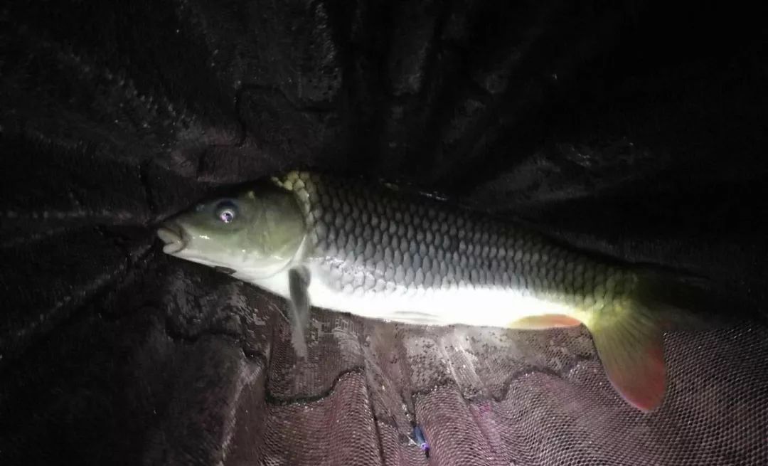 野外夜钓三要素,安全有保障,渔获也有保证|鱼|要素|钓点_新浪新闻