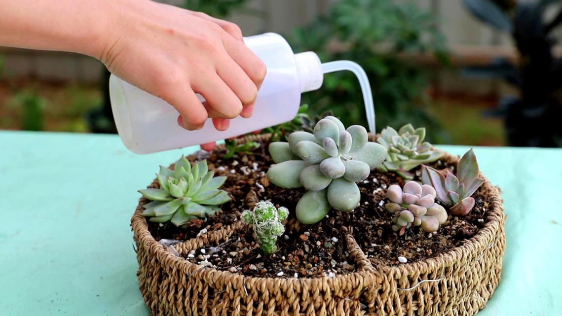 给多肉浇水有技巧,了解掌握才能肥厚旺盛,大部分花友都做错了