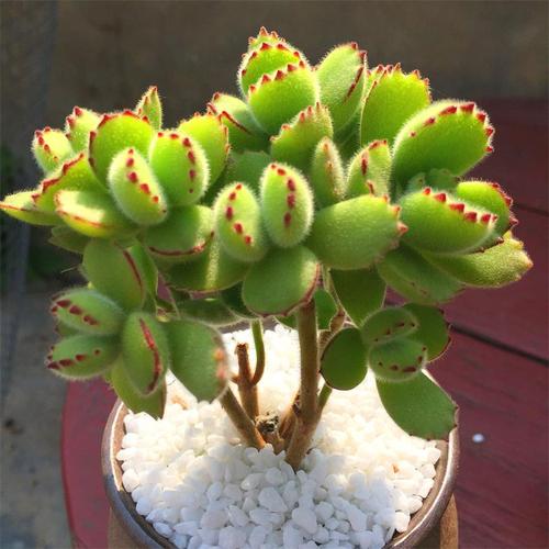 熊童子难度夏?掌握4点,叶子肥厚惹人爱,还能养出红爪爪