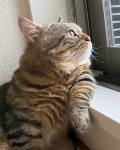 猫抬头望天图片