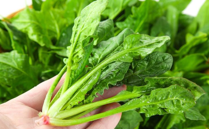 味道好,毕竟新鲜的才是最好的,如果菠菜不新鲜,即使是尖叶菠菜也不要