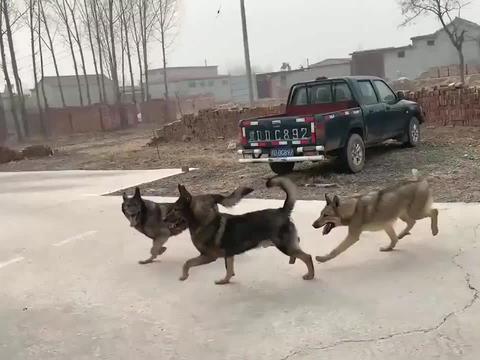 昆明犬 昆明犬最新消息 新闻 图片 视频 聚合阅读 新浪网 昆明犬 昆明犬最新消息 新闻 图片 视频 聚合阅读 新浪网