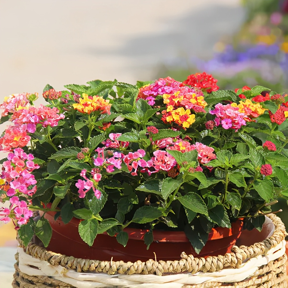 夏天种上2种驱蚊花皮实好养颜值高蚊虫都不敢靠近