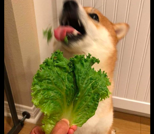 一只喜欢吃生菜的狗狗狼吞虎咽的模样好搞笑改吃素了吗