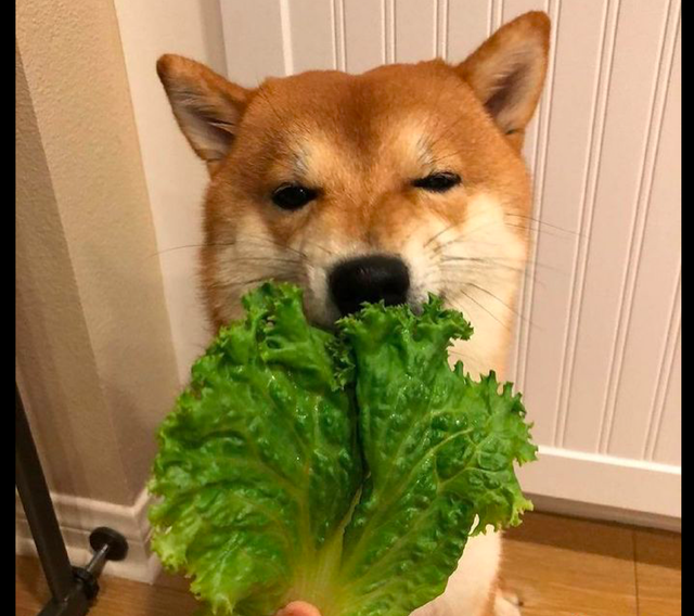 一只喜欢吃生菜的狗狗狼吞虎咽的模样好搞笑改吃素了吗
