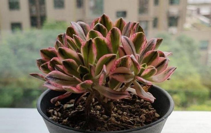 多肉法师别光养黑法师试试甜茶多肉长势旺出锦美后悔晚知道