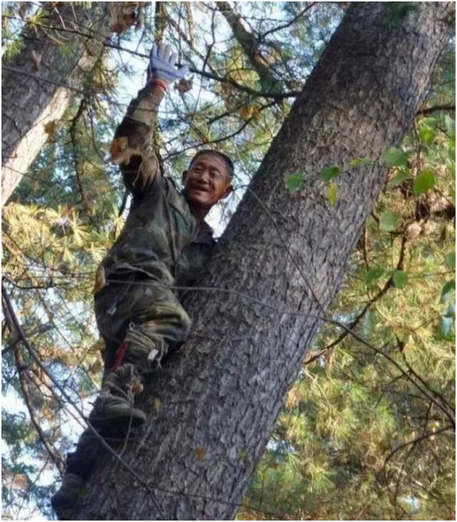 采集工人需要冒着生命危险,爬到十几米高的松树上,去将松塔打下来.