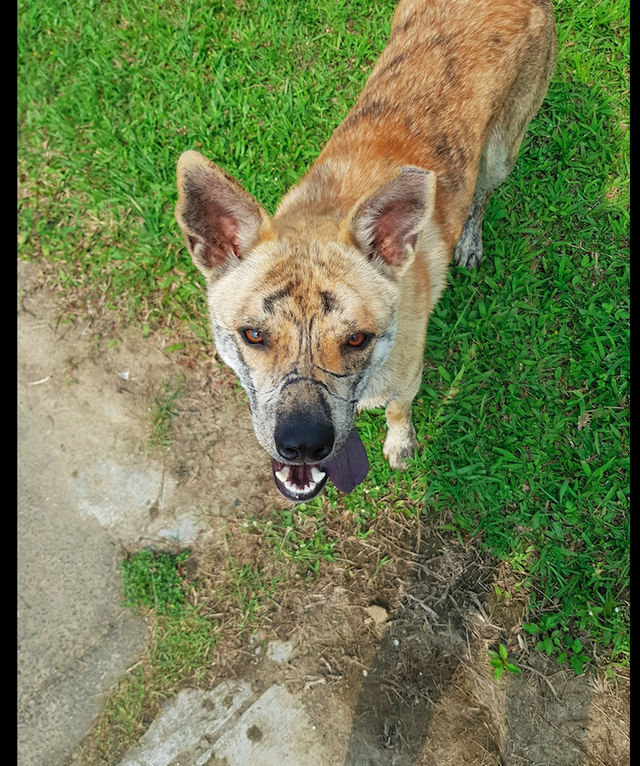 狗狗脸上有老虎纹 看起来特别霸气 殊不知那是它曾经受虐的伤疤 狗狗 伤疤 老伯伯 新浪新闻
