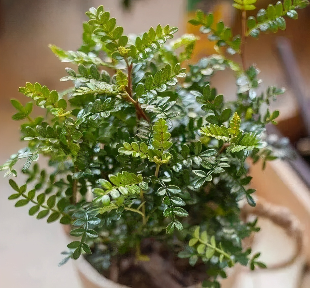夏天种上2种"驱蚊花",皮实好养颜值高,蚊虫都不敢靠近|清香木|五色梅