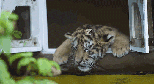 萌虎出没!这个夏天快来和它约个会