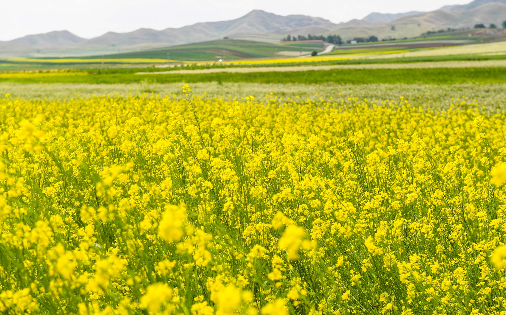 正文  7月24日在内蒙古包头市固阳县拍摄的油菜花田(无人机照片).