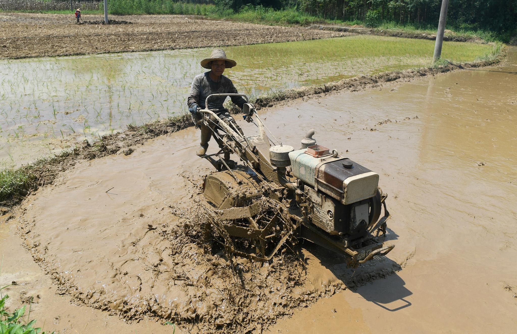 7月24日,广西来宾市兴宾区三五镇古炼村村民在犁田准备播种晚稻.