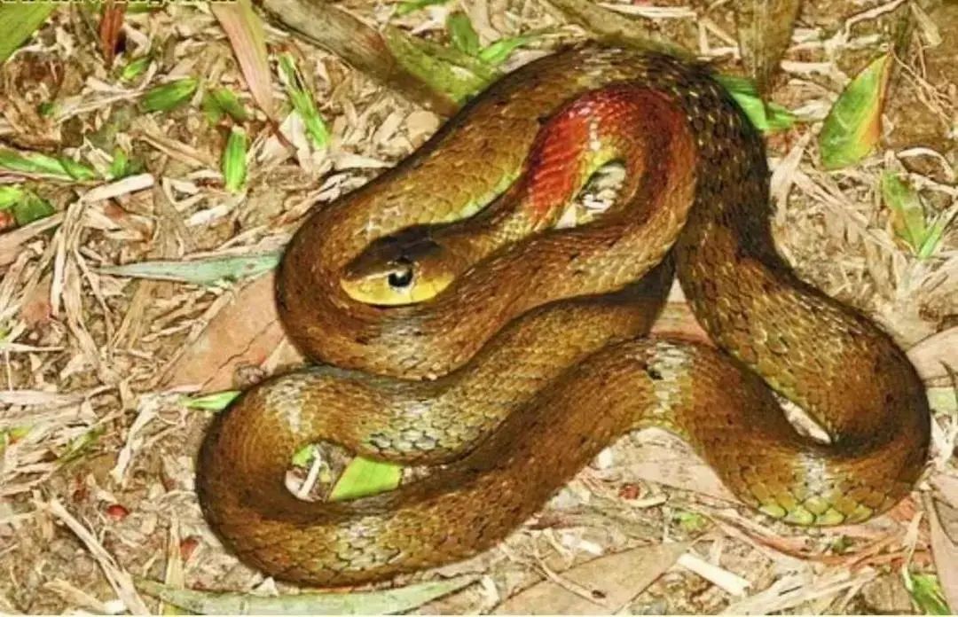 广西9岁男孩凝血功能极度异常被送进icu事后他吐露实情