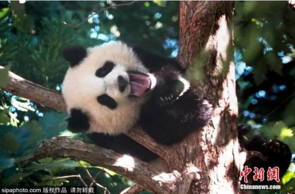 集万千宠爱于一身 “最萌外交官”喜提“降级”休闲区蓝鸢梦想 - Www.slyday.coM