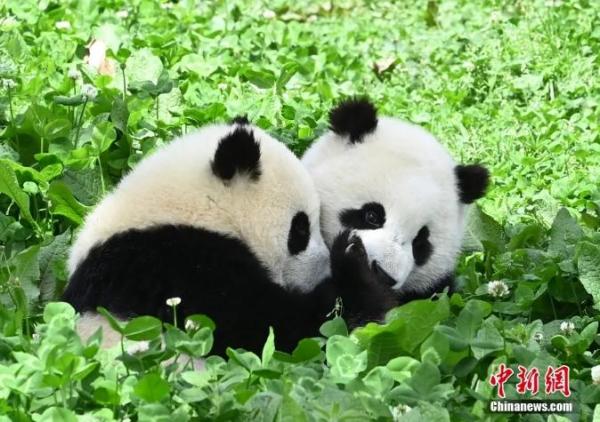 集万千宠爱于一身 “最萌外交官”喜提“降级”休闲区蓝鸢梦想 - Www.slyday.coM